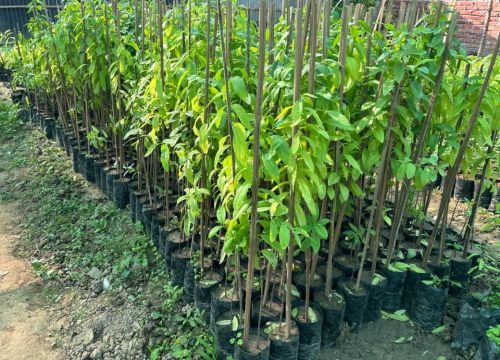 White Sandalwood Chandan Fragrant Wood Plant