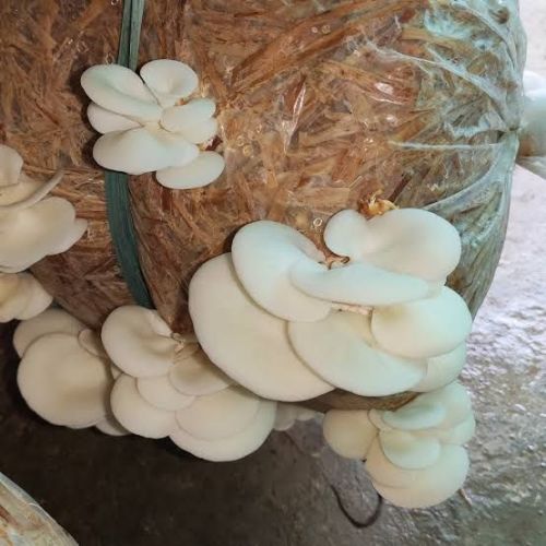 A Grade Oyster Mushroom