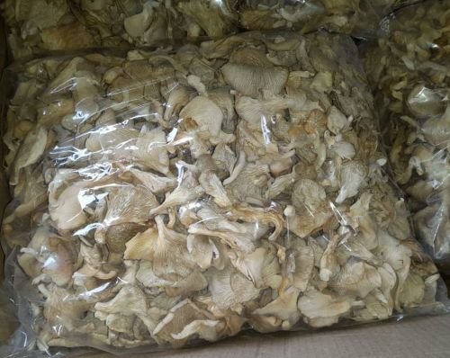 Dry Oyster Mushroom