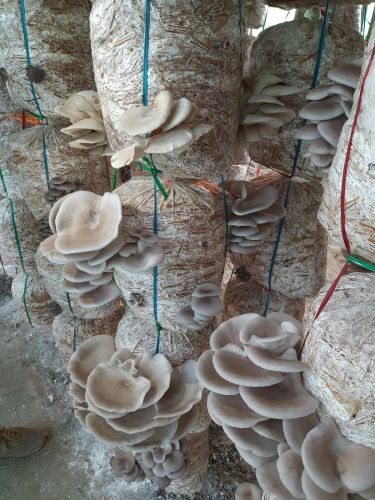 Fresh Oyster Mushroom