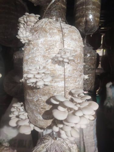 White Oyster Mushroom