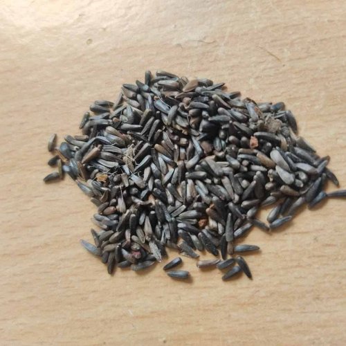 A Grade Black Niger Seed