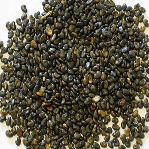 A Grade Sunn Hemp Seed