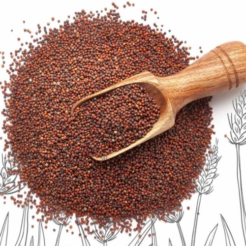 Indian Ragi Millet