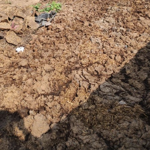 Raw Cow Dung
