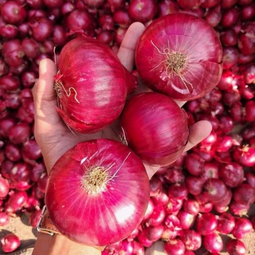 Fresh Red Onion