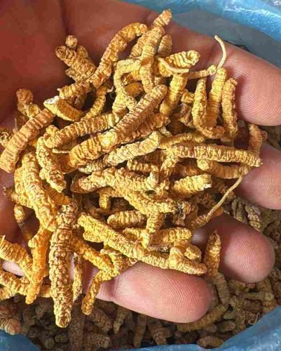 Dried Cordyceps Militaris Keeda Jadi