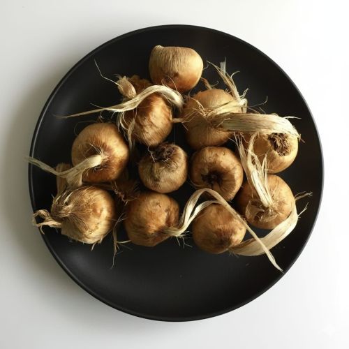 High Germination Kashmiri Saffron Bulb