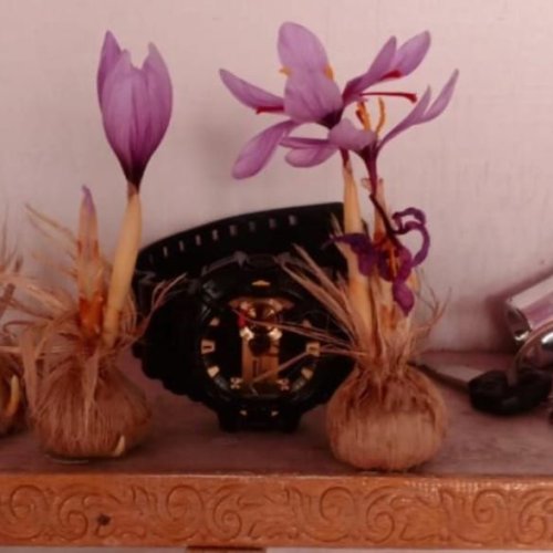 Saffron Bulb