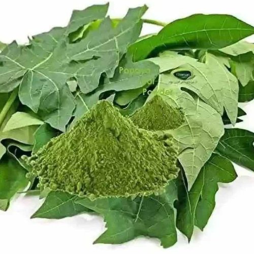 Dehydrated Papaya Leaves Powder