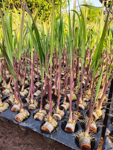 Natural Sugarcane Plant