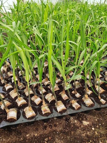 Well Watered Sugarcane Plant