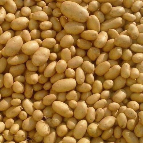 Potatoes