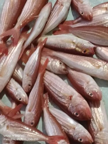 Fresh Pink Perch Fish
