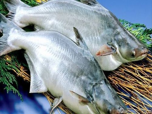 Fresh Basa Fish