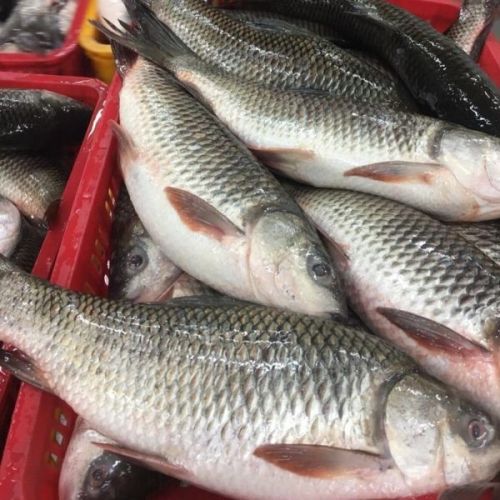 Fresh Rohu Fish