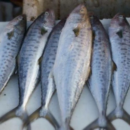 Fresh Surmai Fish