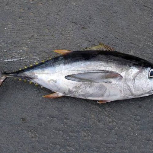 Fresh Tuna Fish