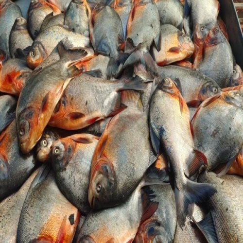 Fresh Red Bellied Pacu Fish
