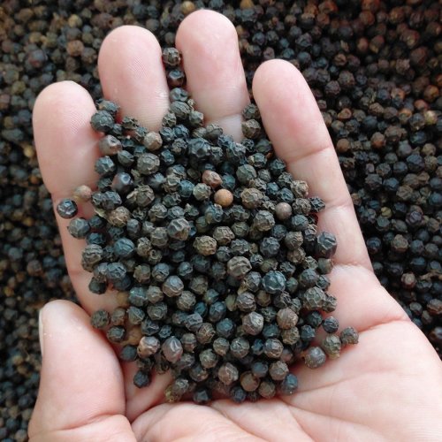 9 Mm Black Pepper Seeds