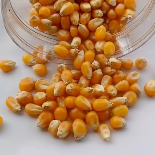 Popcorn Maize