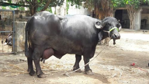 Live Jafarabadi Buffalo
