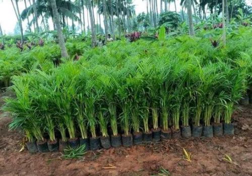 Areca Palm Plants