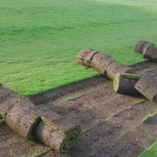 Lawn Grass