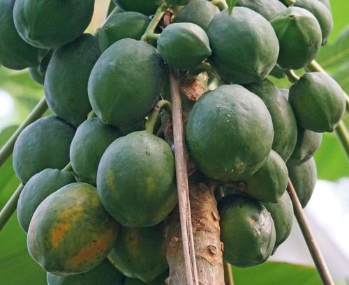 Fresh Green Papaya
