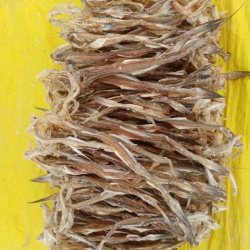 Dried Bombay Duck Fish