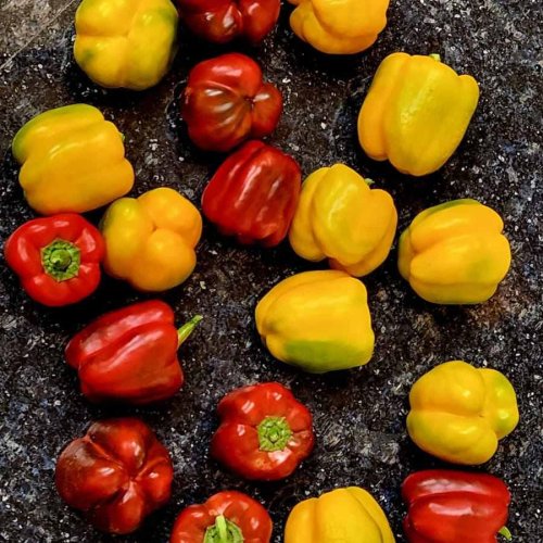 A Grade Fesh Bell Pepper A Grade Fesh Bell Pepper