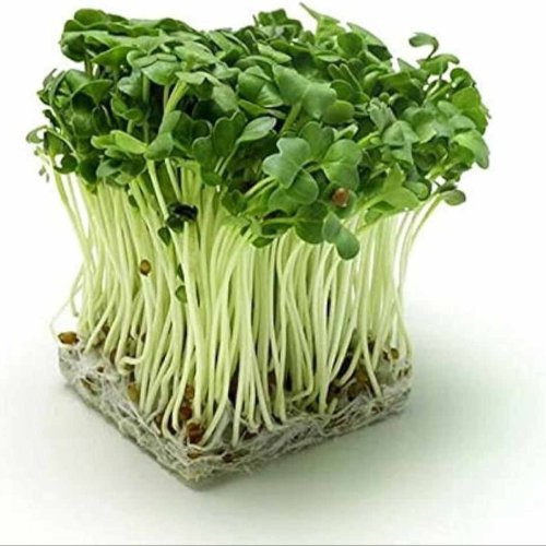 A Grade Fresh Raddish Microgreen