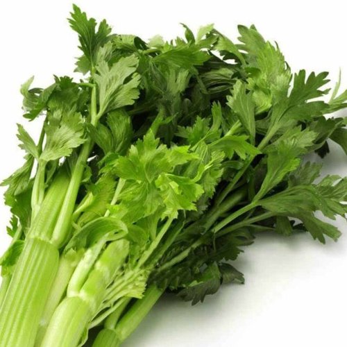 A Grade Green Fresh Celery