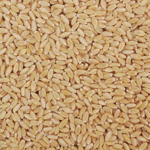 A Grade Lokwan Wheat Grain A Grade Lokwan Wheat Grain