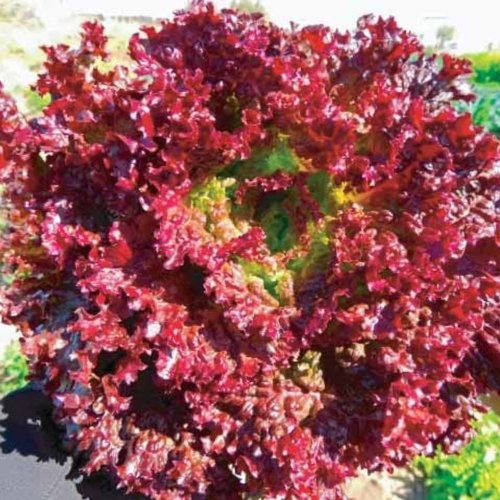 A Grade Lollo Rosso Red Lettuce A Grade Lollo Rosso Red Lettuce