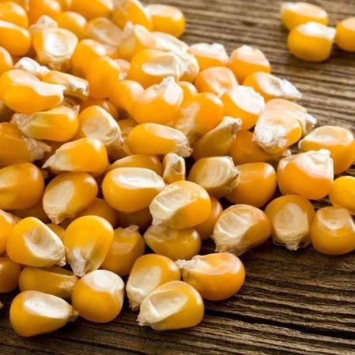 A Grade Yellow Maize