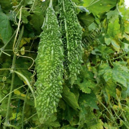 F1-Ajuba Bitter Gourd Seeds