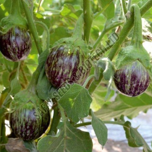 F1-Aman Brinjal Seeds