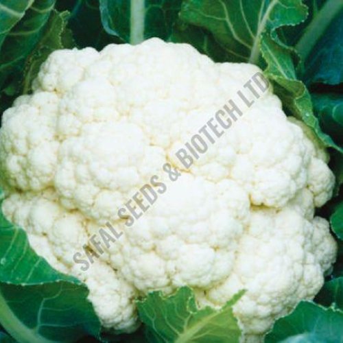 F1-Apsara Cauliflower Seeds