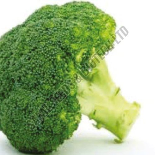 F1-Brocoli Vinay Cabbage Seeds