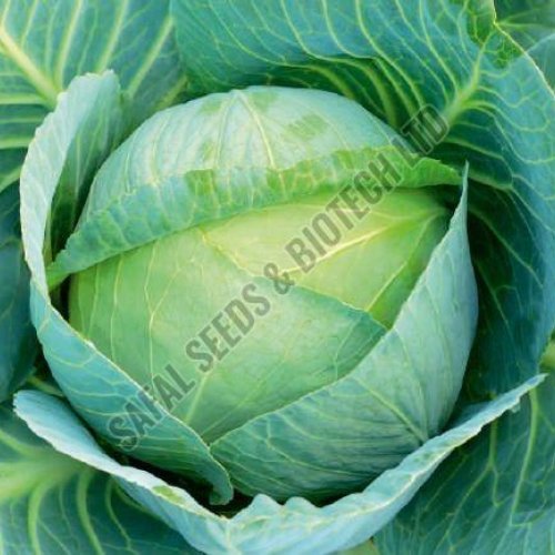 F1-Chetak Cabbage Seeds F1-Chetak Cabbage Seeds