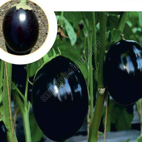 F1-Dashrath Brinjal Seeds