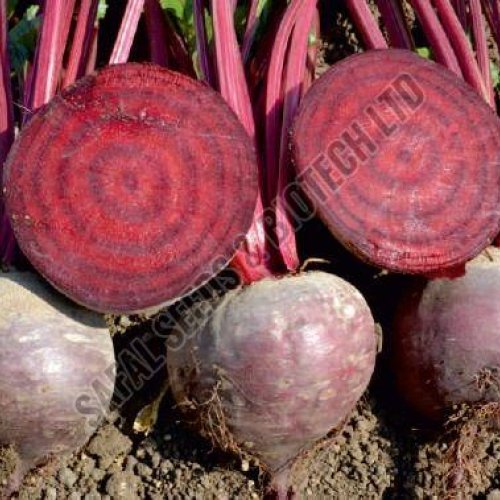 F1-Gloria Beetroot Seeds