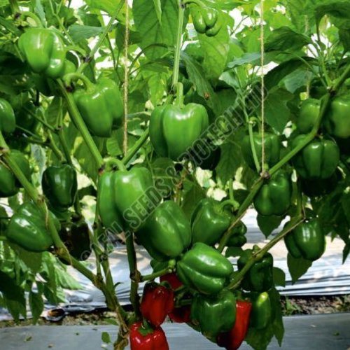 F1-Maina Capsicum Seeds