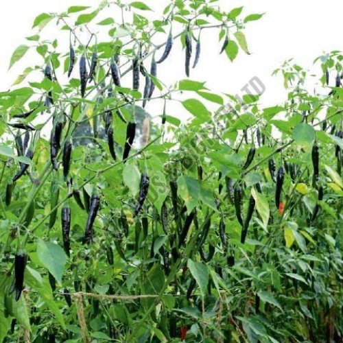 F1-Mallika Chilli Seeds