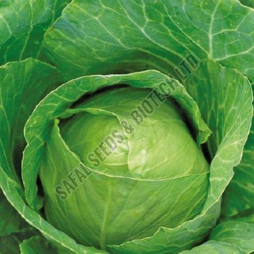 F1-Martin Cabbage Seeds