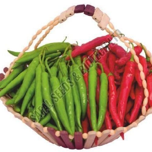 F1-Rakul Chilli Seeds