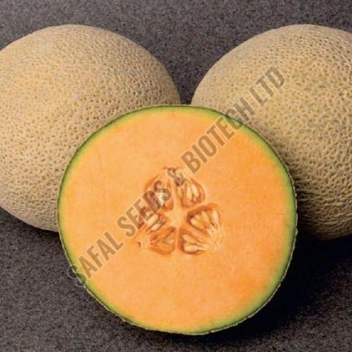 F1-Roshan Muskmelon Seeds F1-Roshan Muskmelon Seeds