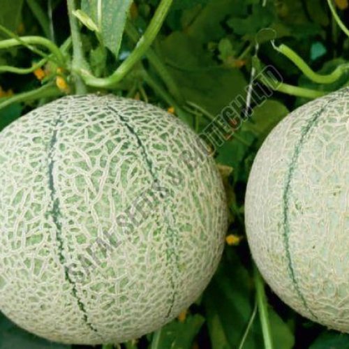 Muskmelon Seeds