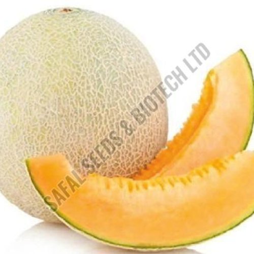 F1-SSB 04 Muskmelon Seeds F1-SSB 04 Muskmelon Seeds